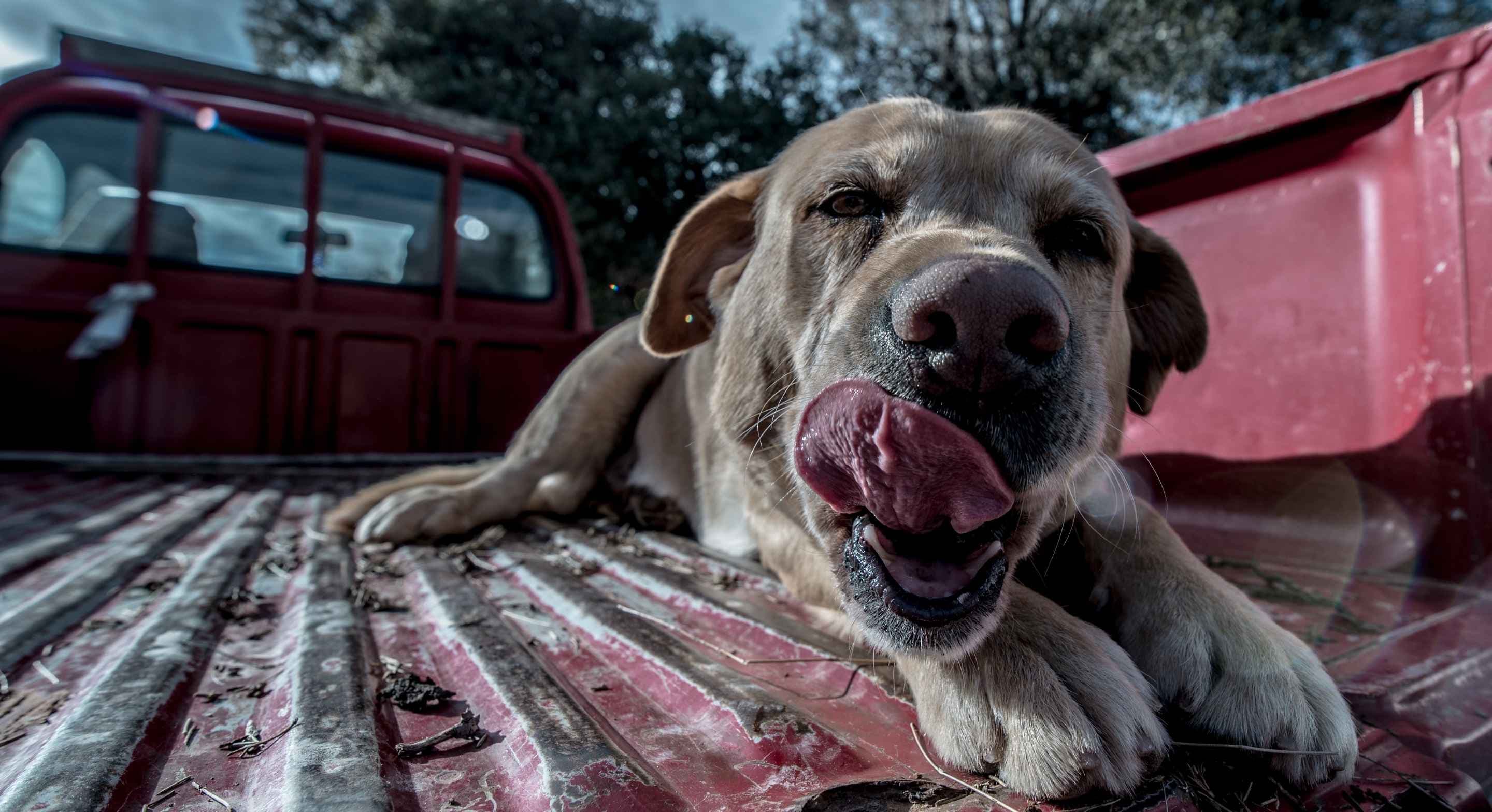 real human service serviceforge